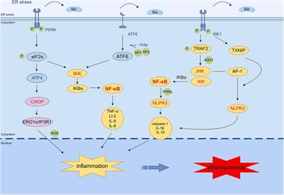 Recent progress of endoplasmic reticulum stress in the mechanism of atherosclerosis